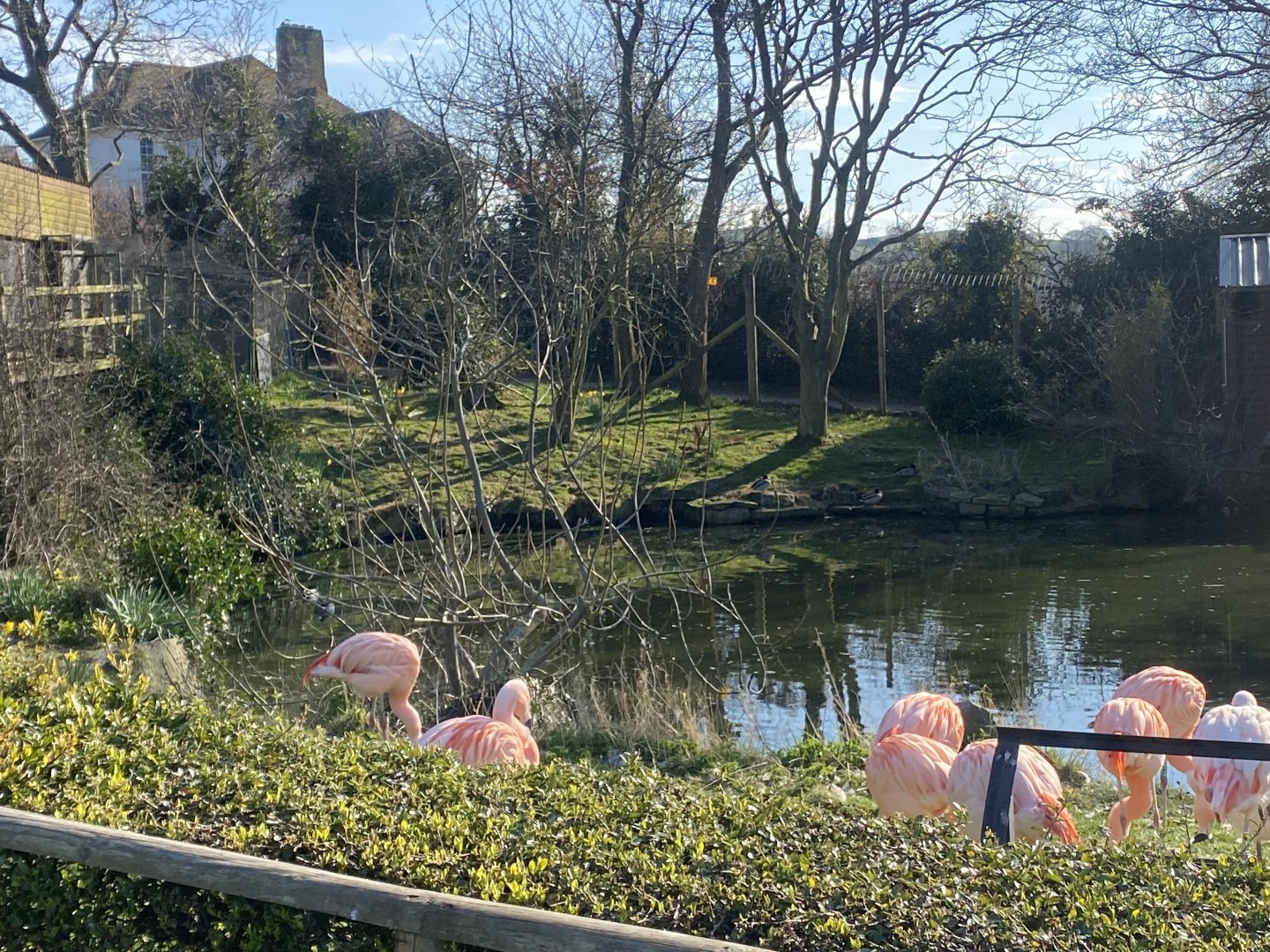 Chilean flamingo and waterfowl enclosure 190325