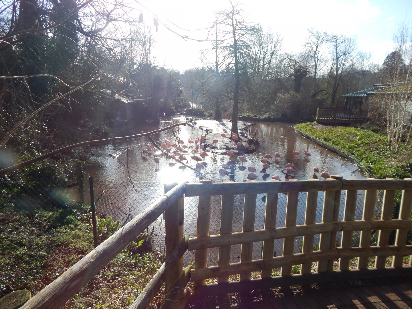 Chilean flamingo and waterfowl enclosure 240222