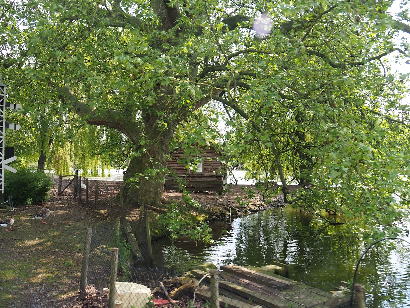 Chilean flamingo and waterfowl exhibit, 2023-05-16