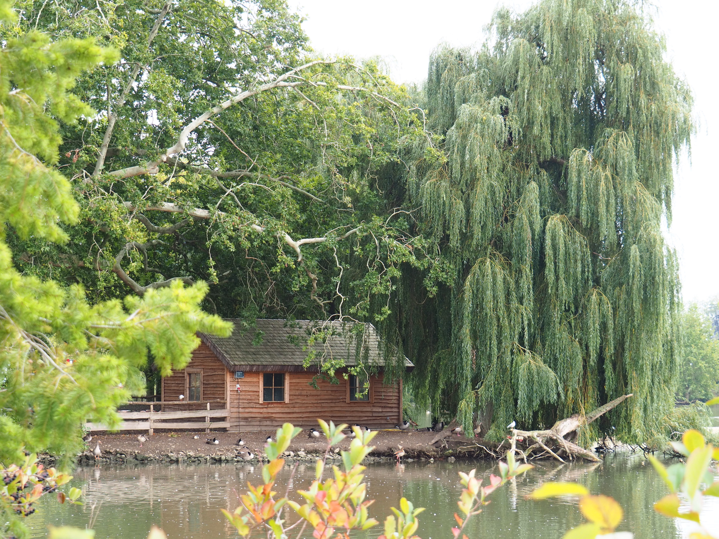 Chilean flamingo and waterfowl island, 2019-10-05