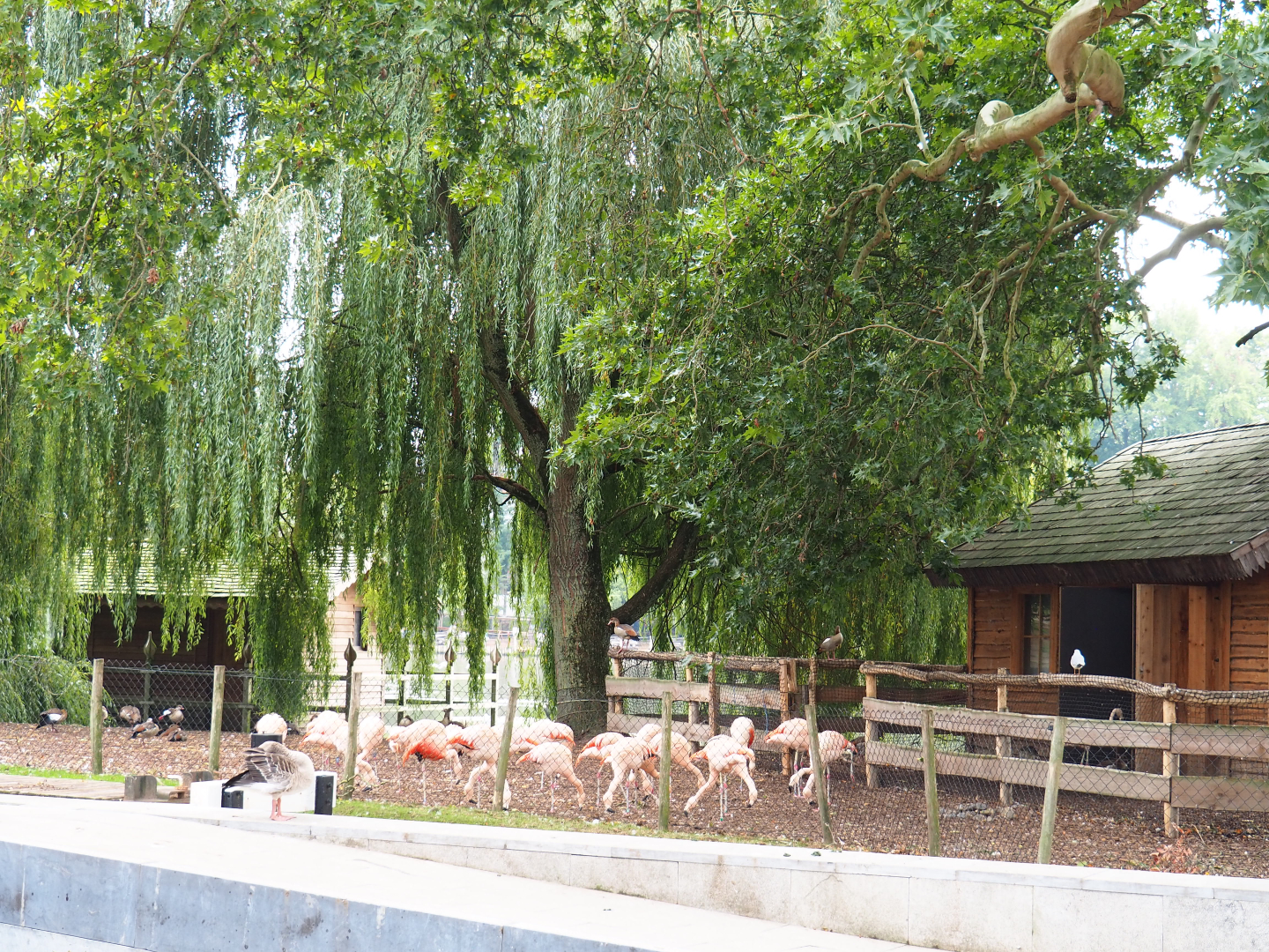 Chilean flamingo and waterfowl island, 2019-10-05