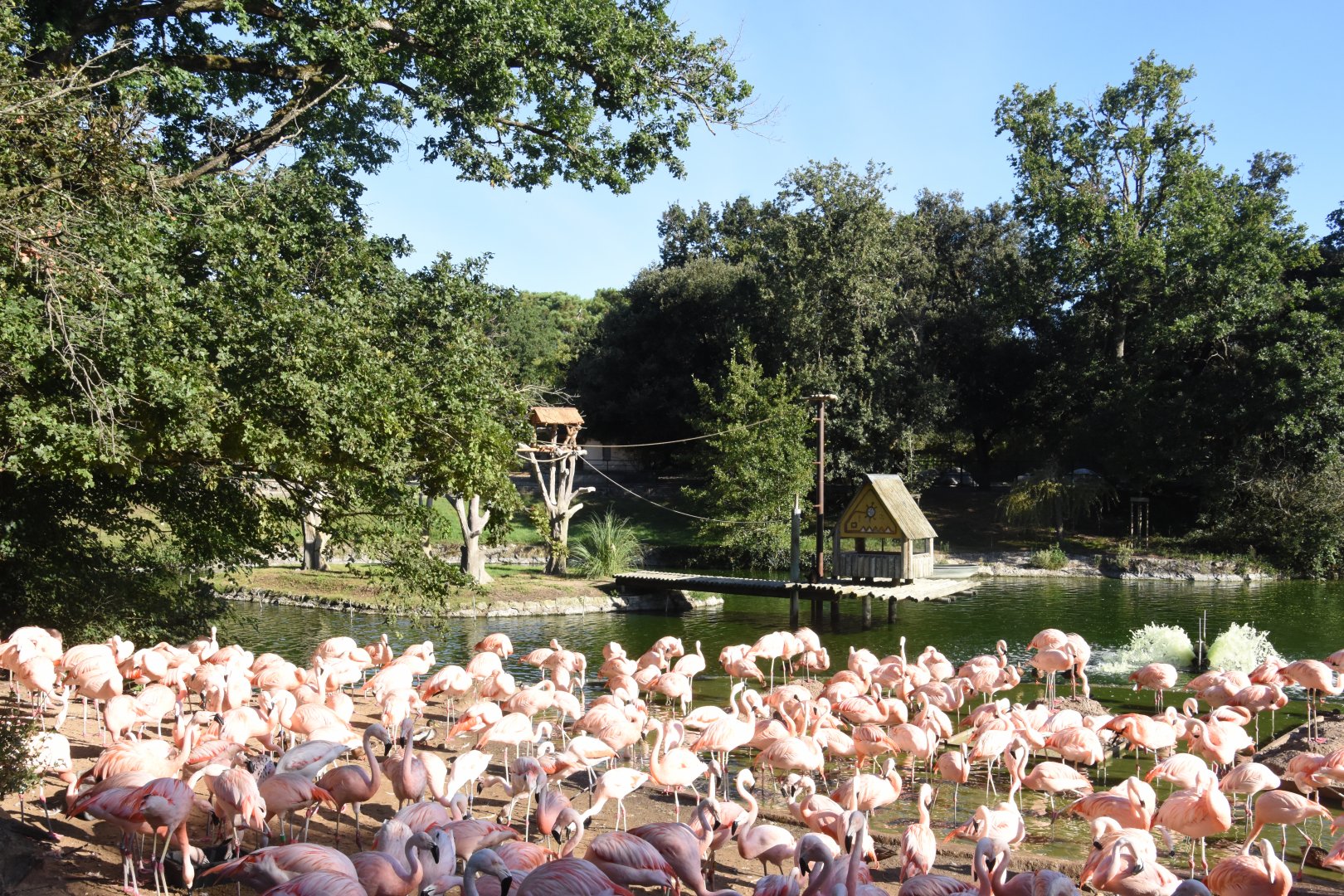 Chilean Flamingo and White-handed Gibbon island