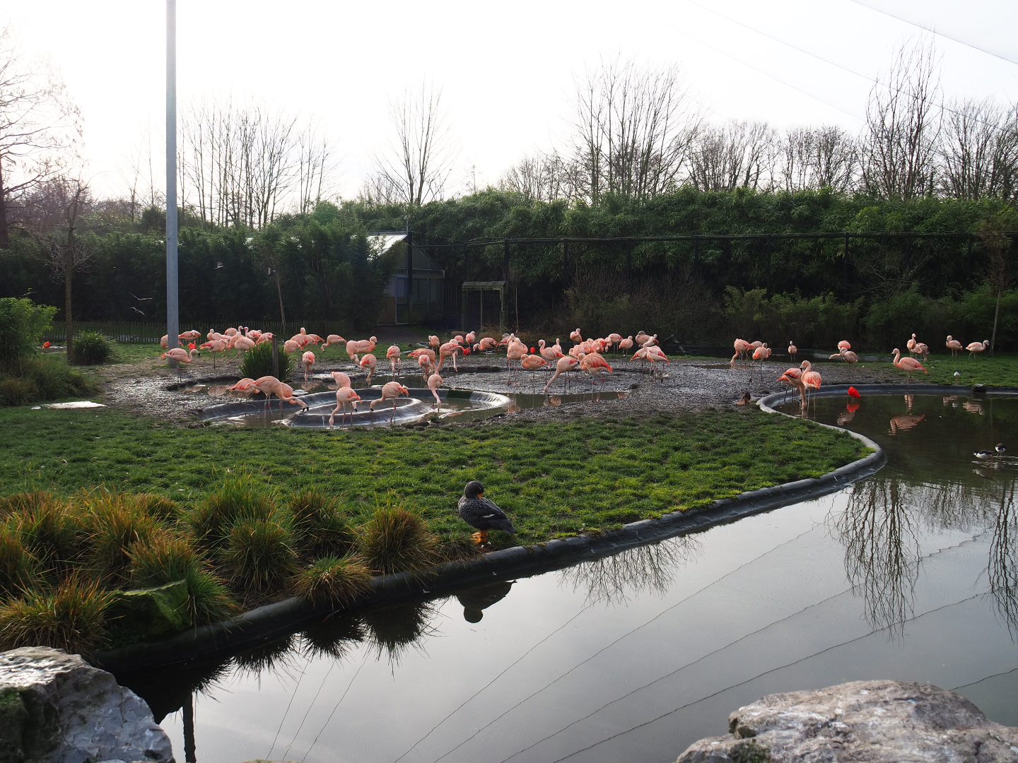 Chilean flamingo area in the Chilean aviary, 2020-01-11