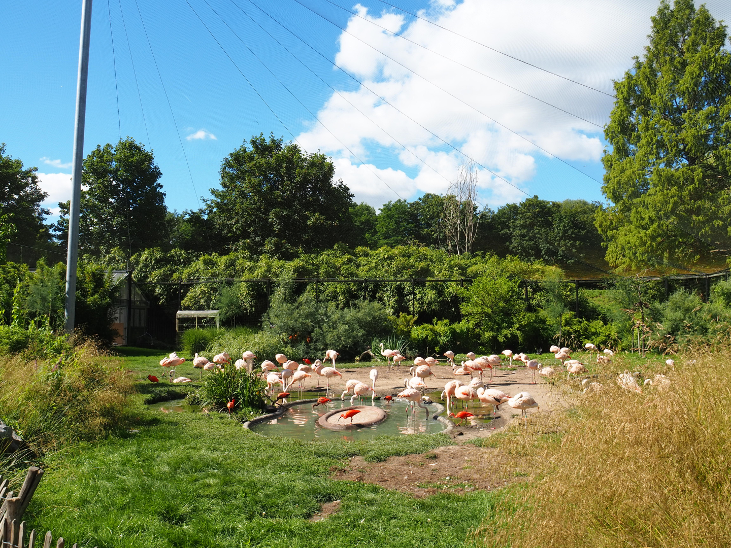 Chilean flamingo area in the South American aviary, 2020-07-21