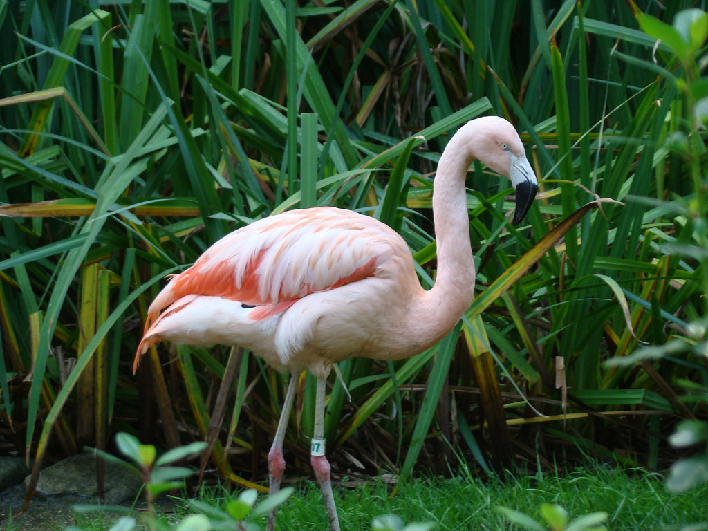 Chilean Flamingo at the Los Angeles Zoo