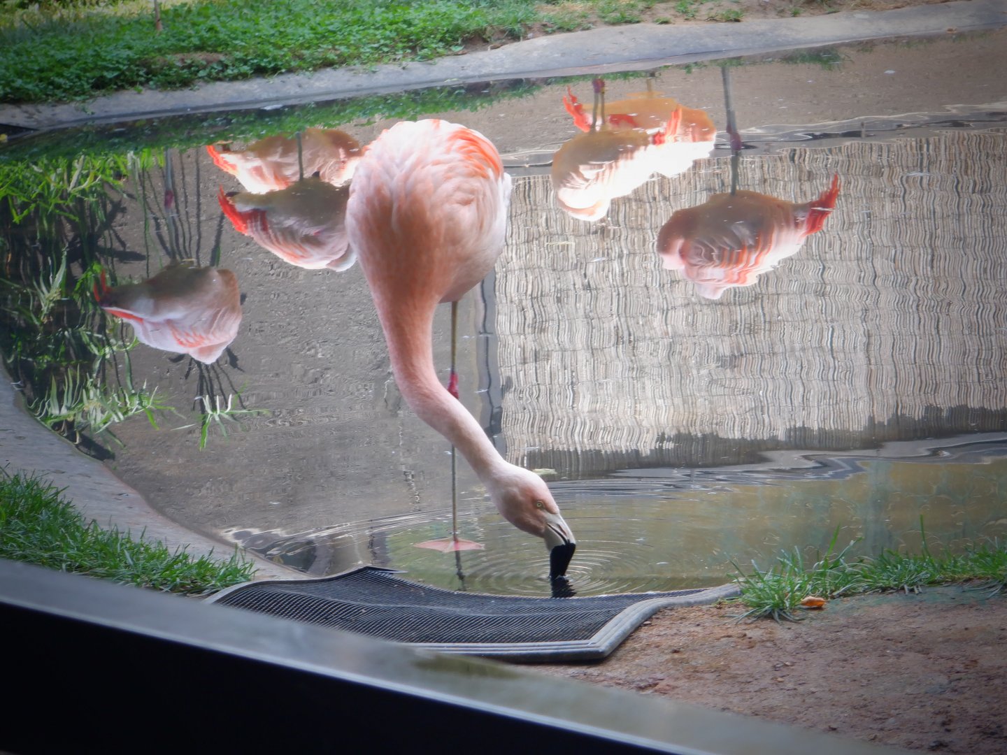 Chilean Flamingo at the North Carolina Zoo
