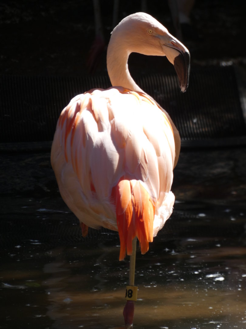 Chilean Flamingo at the North Carolina Zoo
