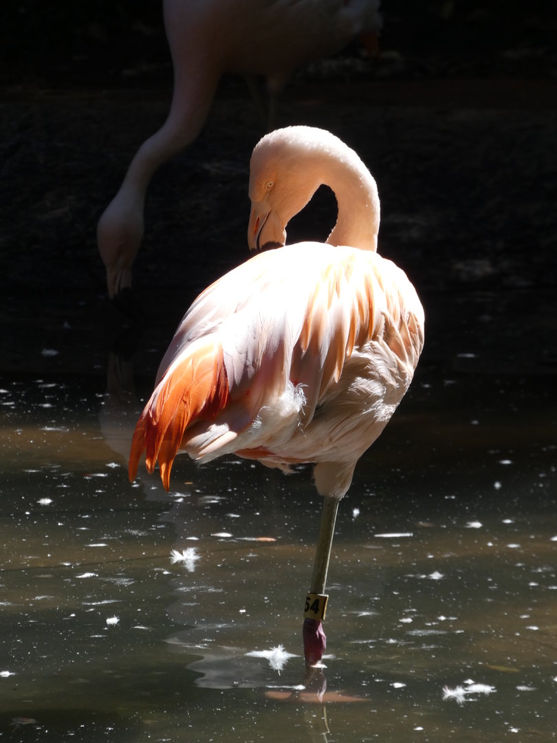 Chilean Flamingo at the North Carolina Zoo