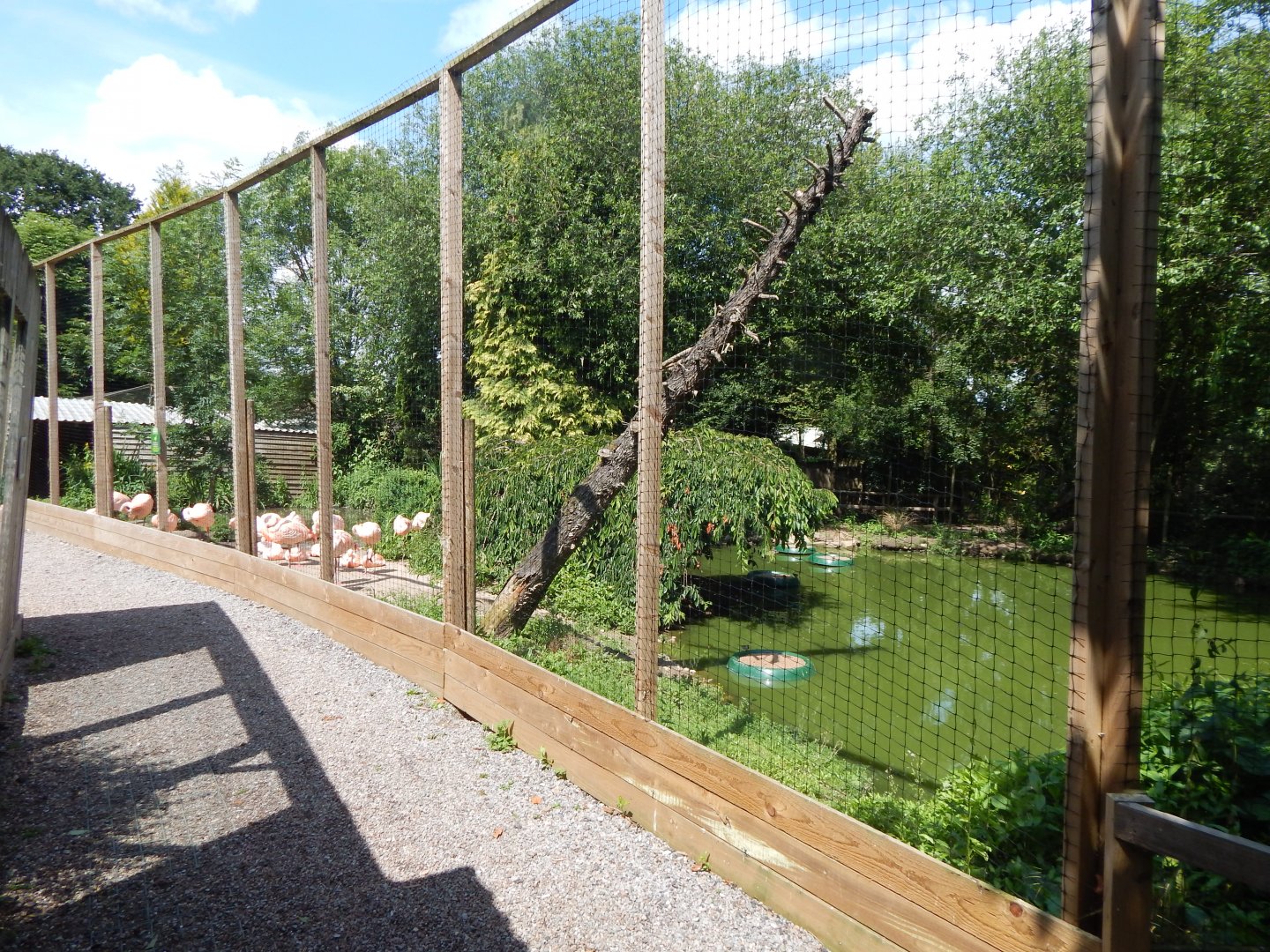 Chilean flamingo aviary 060625