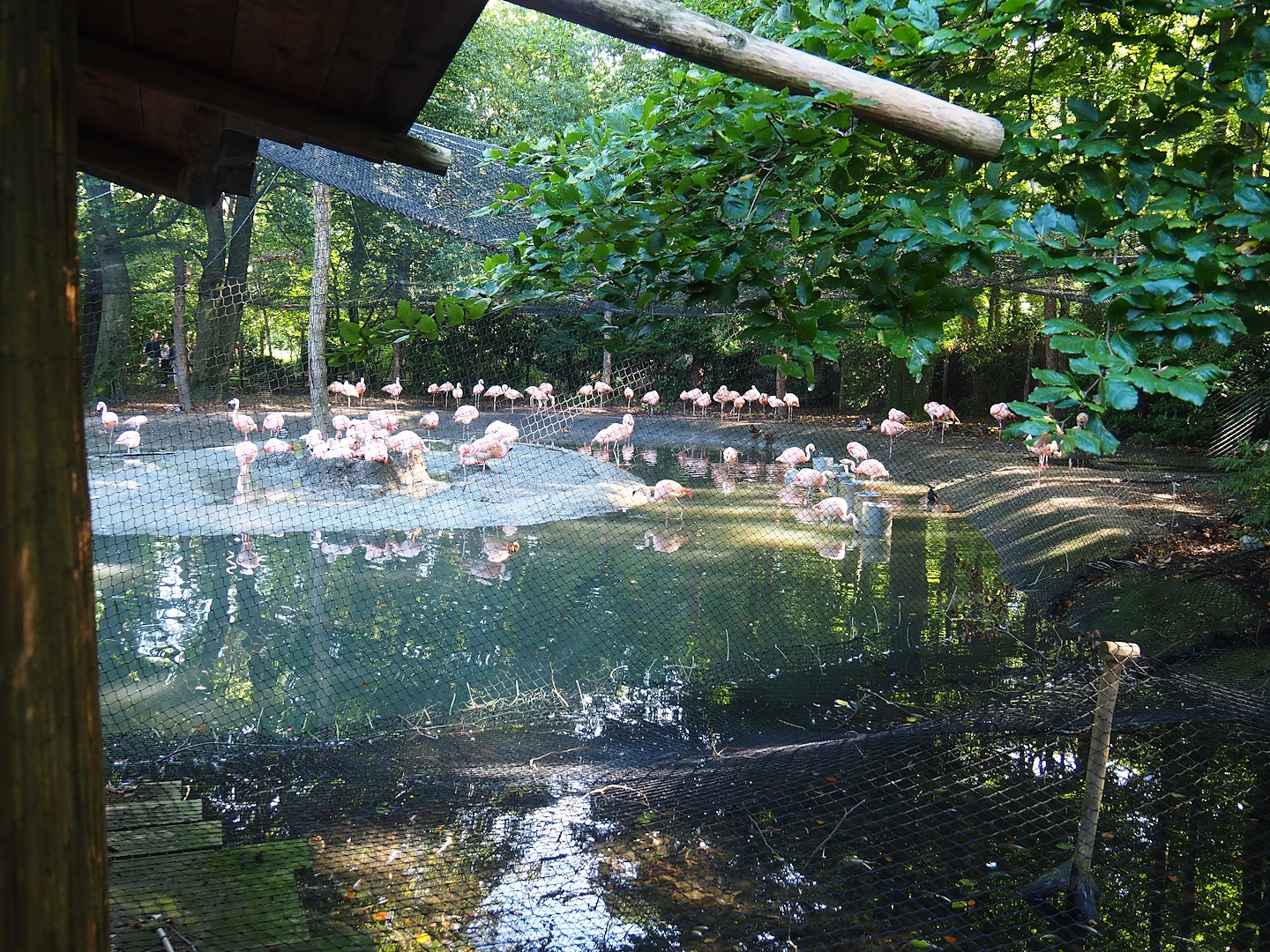 Chilean flamingo aviary, 2023-09-24