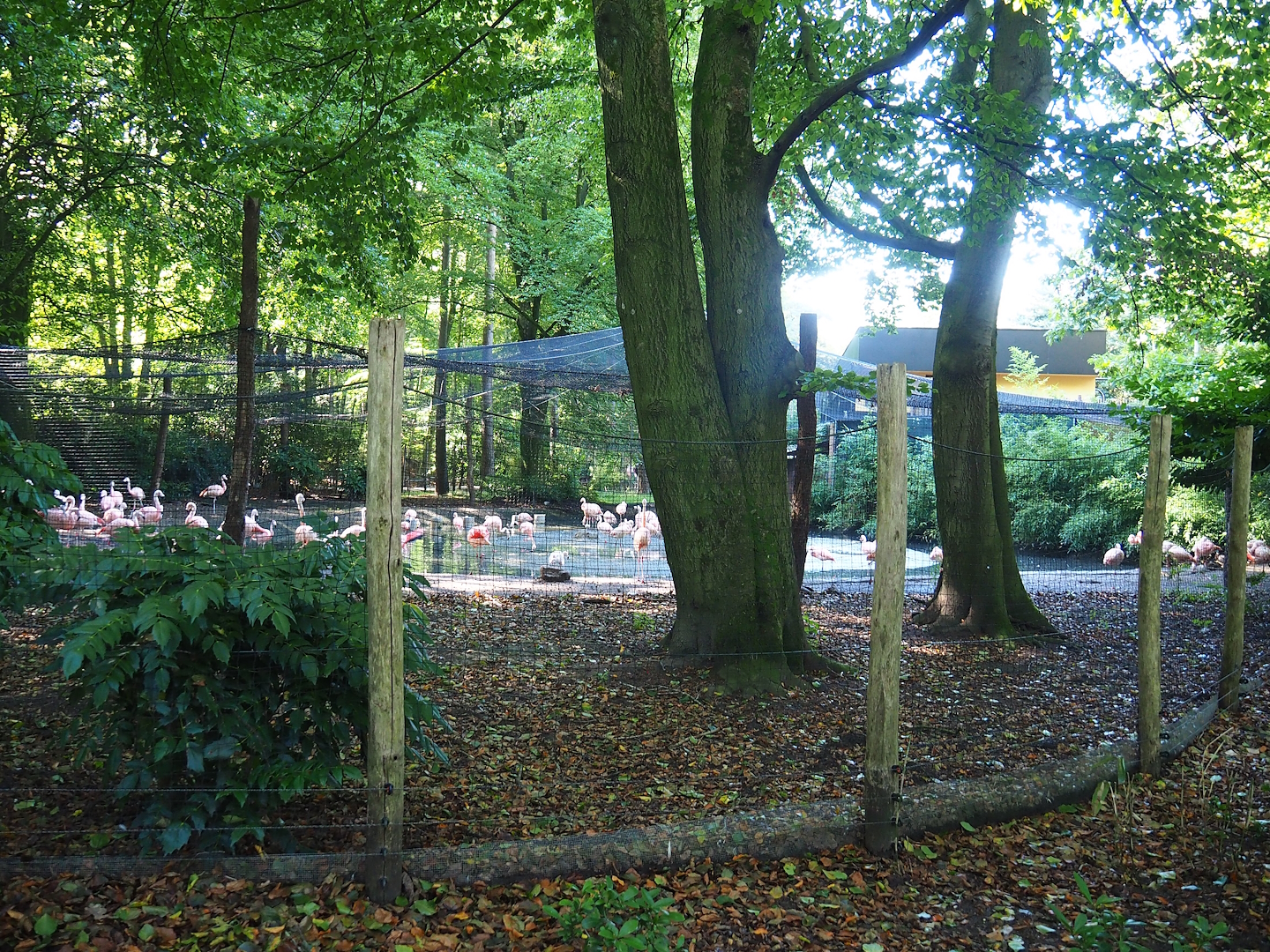 Chilean flamingo aviary, 2023-09-24