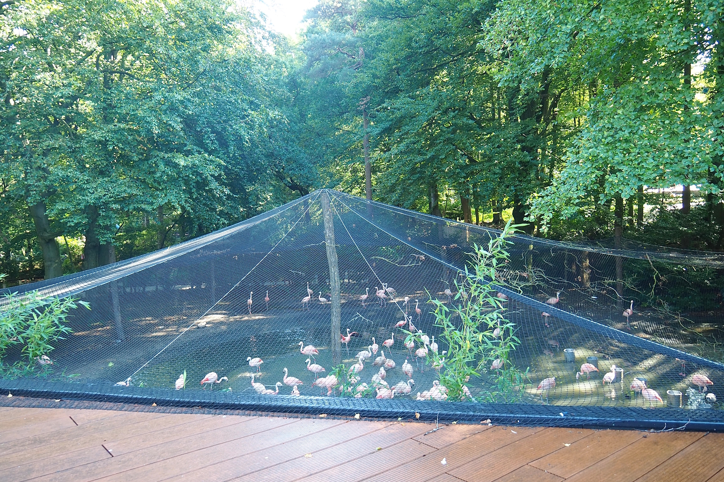 Chilean flamingo aviary, 2023-09-24