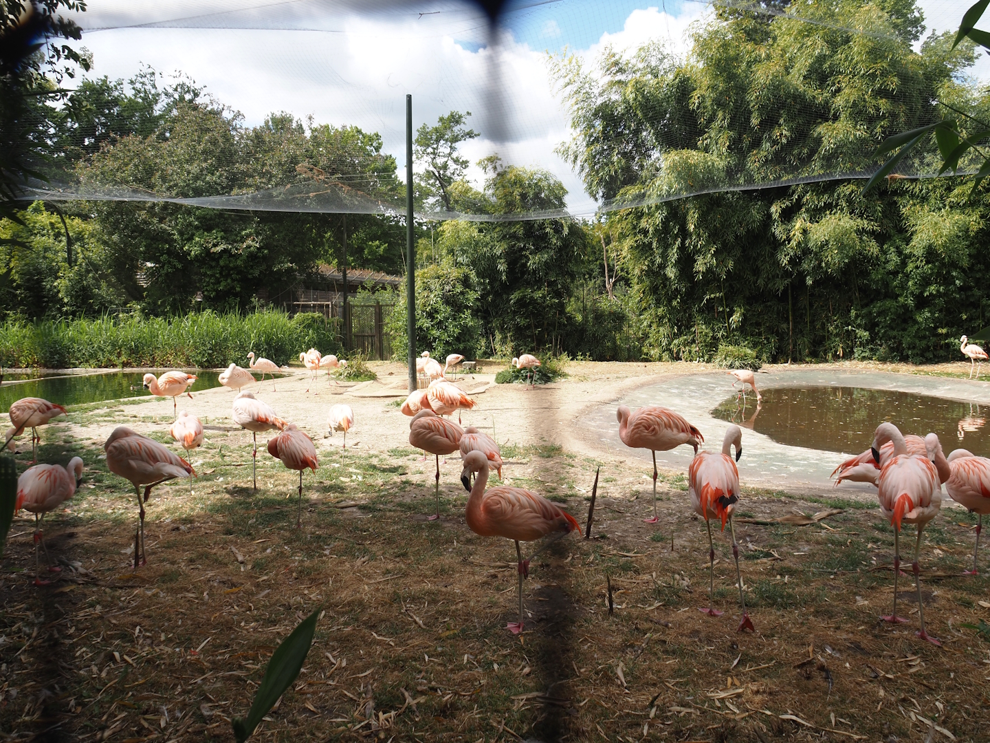 Chilean flamingo aviary, 2025-05-22