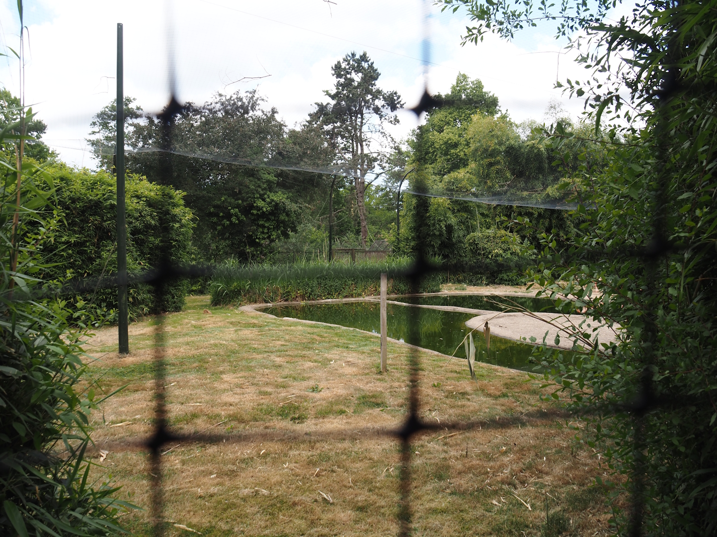 Chilean flamingo aviary, 2025-05-22