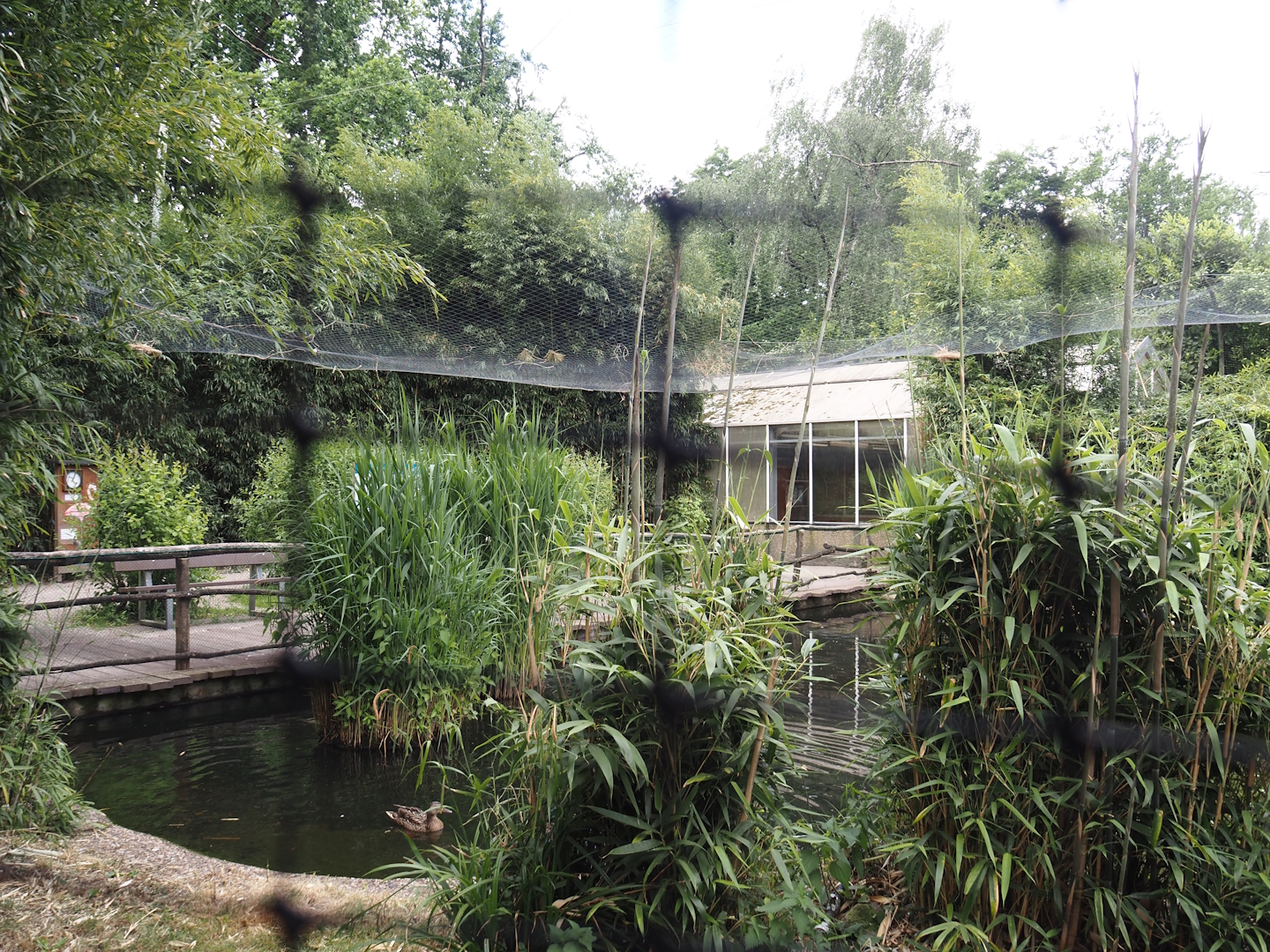 Chilean flamingo aviary, 2025-05-22