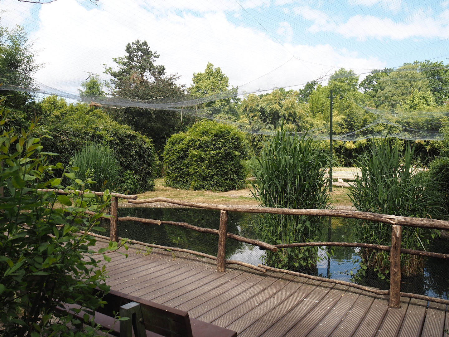 Chilean flamingo aviary, 2025-05-22