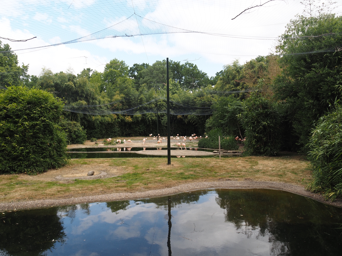 Chilean flamingo aviary, 2025-05-22