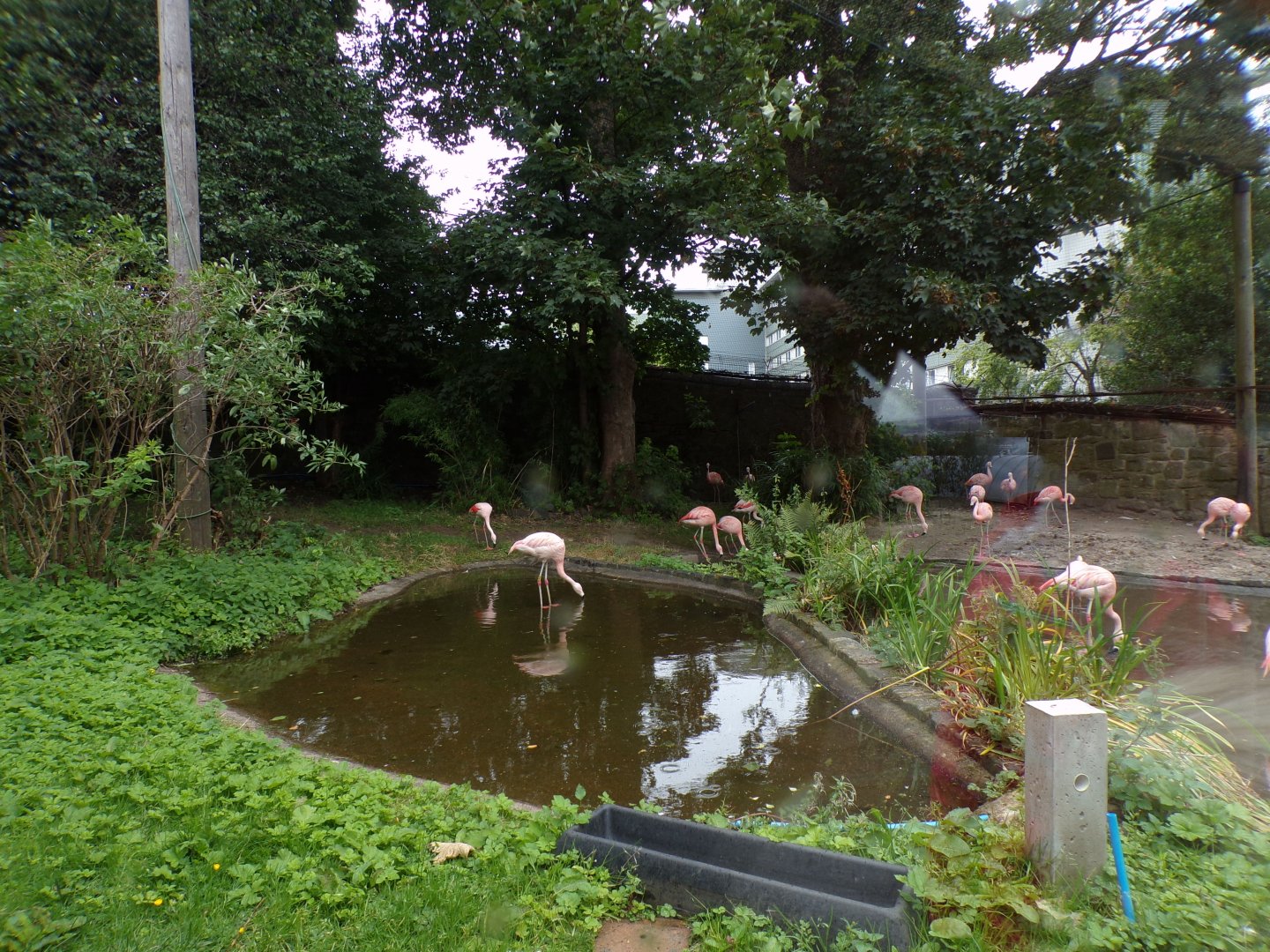 Chilean flamingo aviary 25.8.24