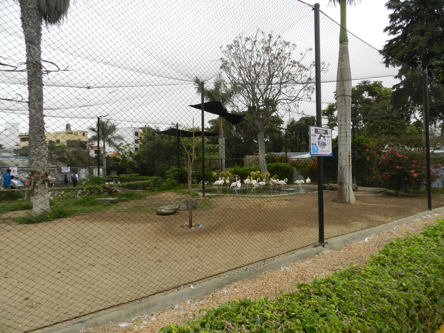 Chilean flamingo aviary - Parque de Las Leyendas