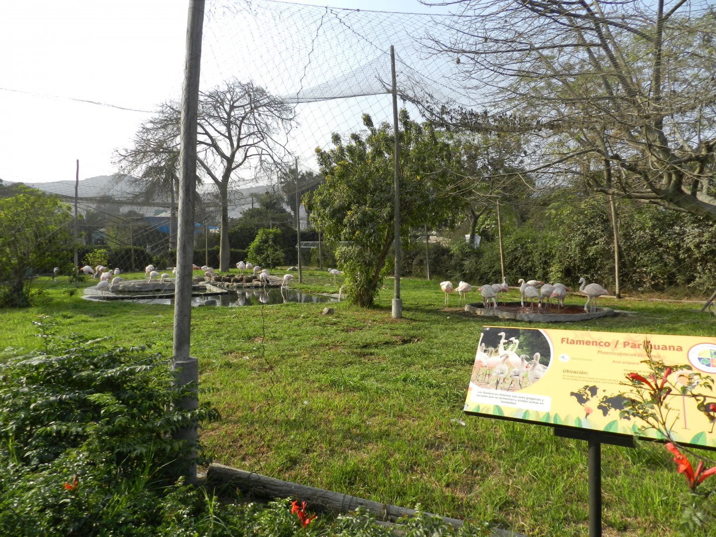 Chilean flamingo aviary - Parque Zoológico Huachipa