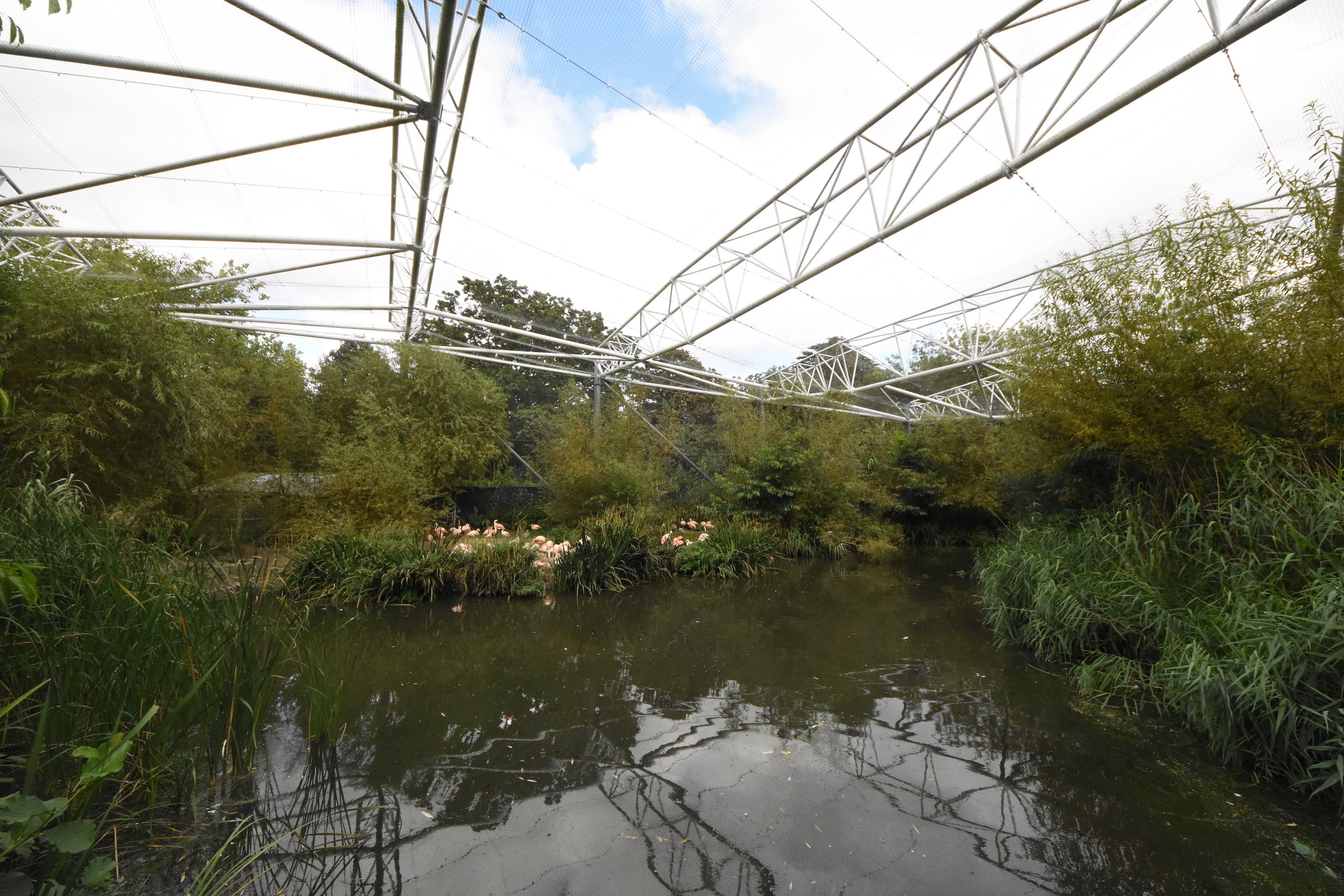Chilean flamingo aviary
