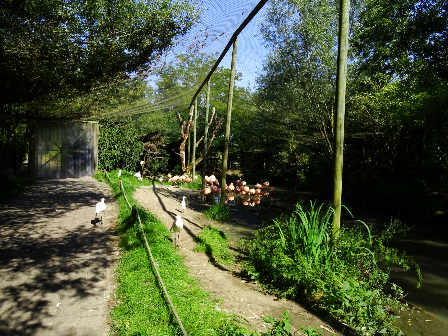 Chilean flamingo aviary