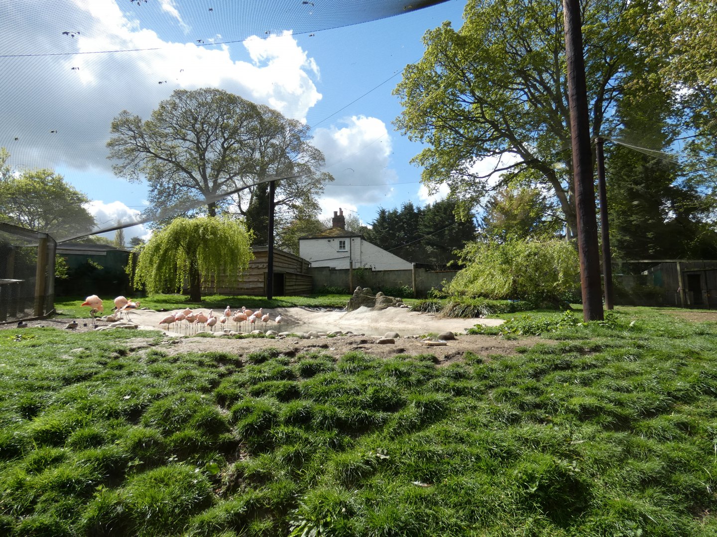 Chilean flamingo aviary