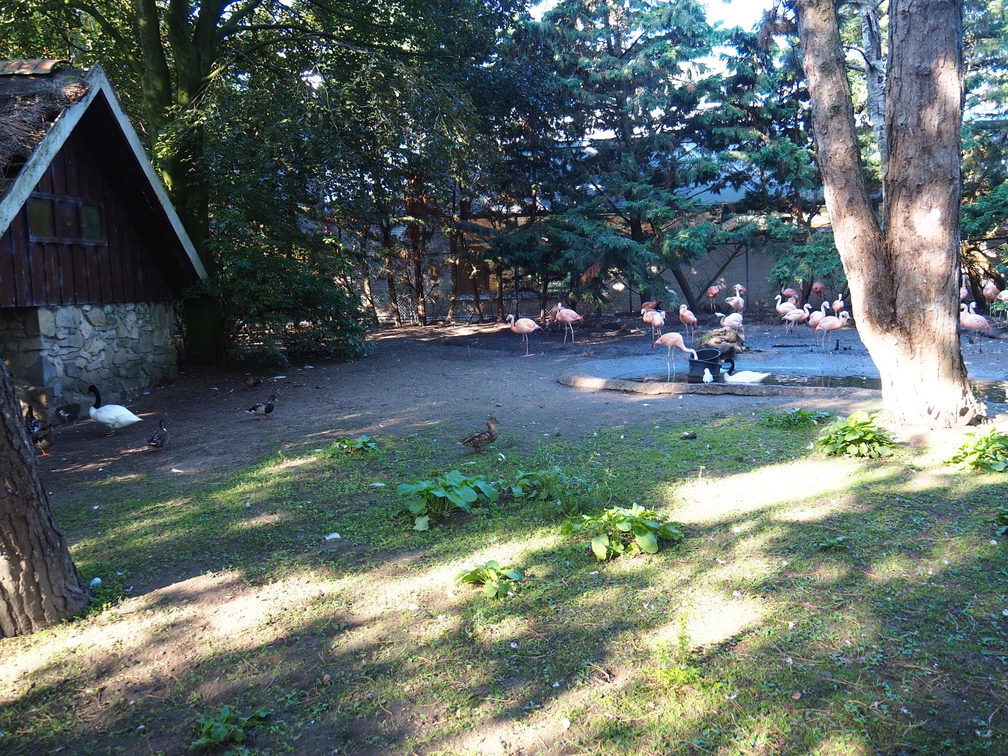 Chilean flamingo - Black-necked swan exhibit (Sep 2nd, 2018)