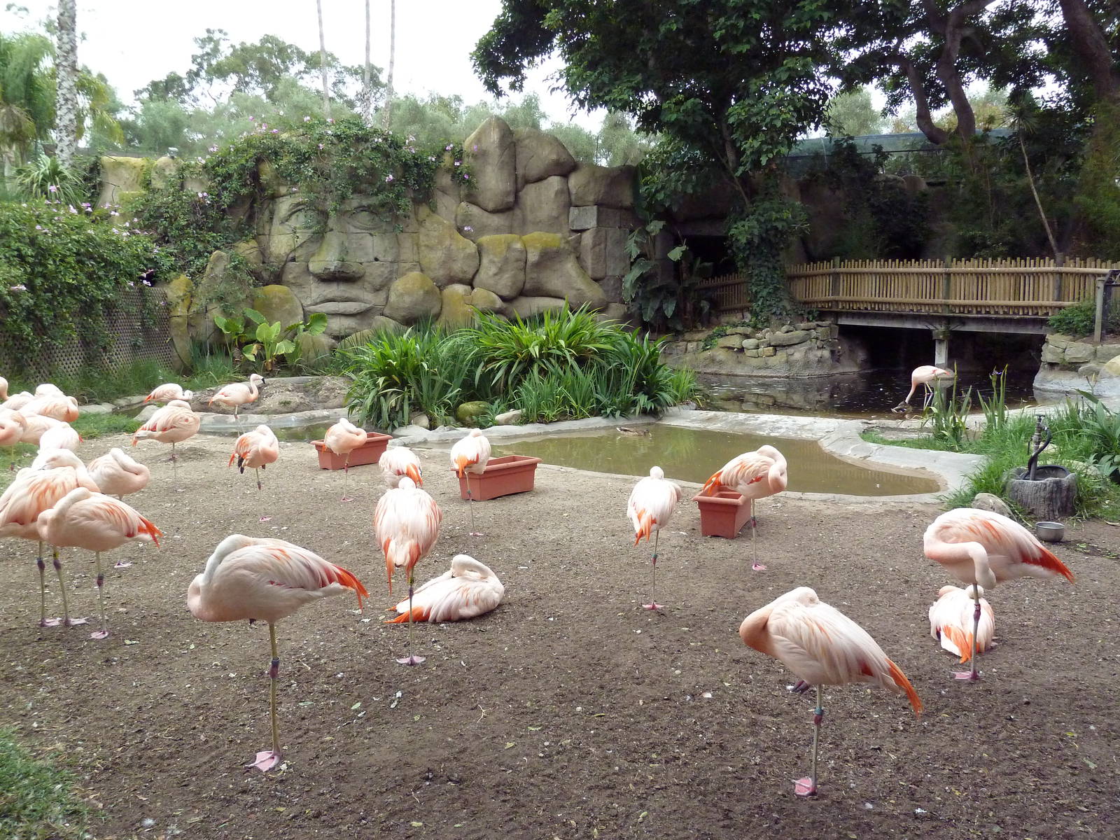 Chilean Flamingo/Black-Necked Swan Exhibit