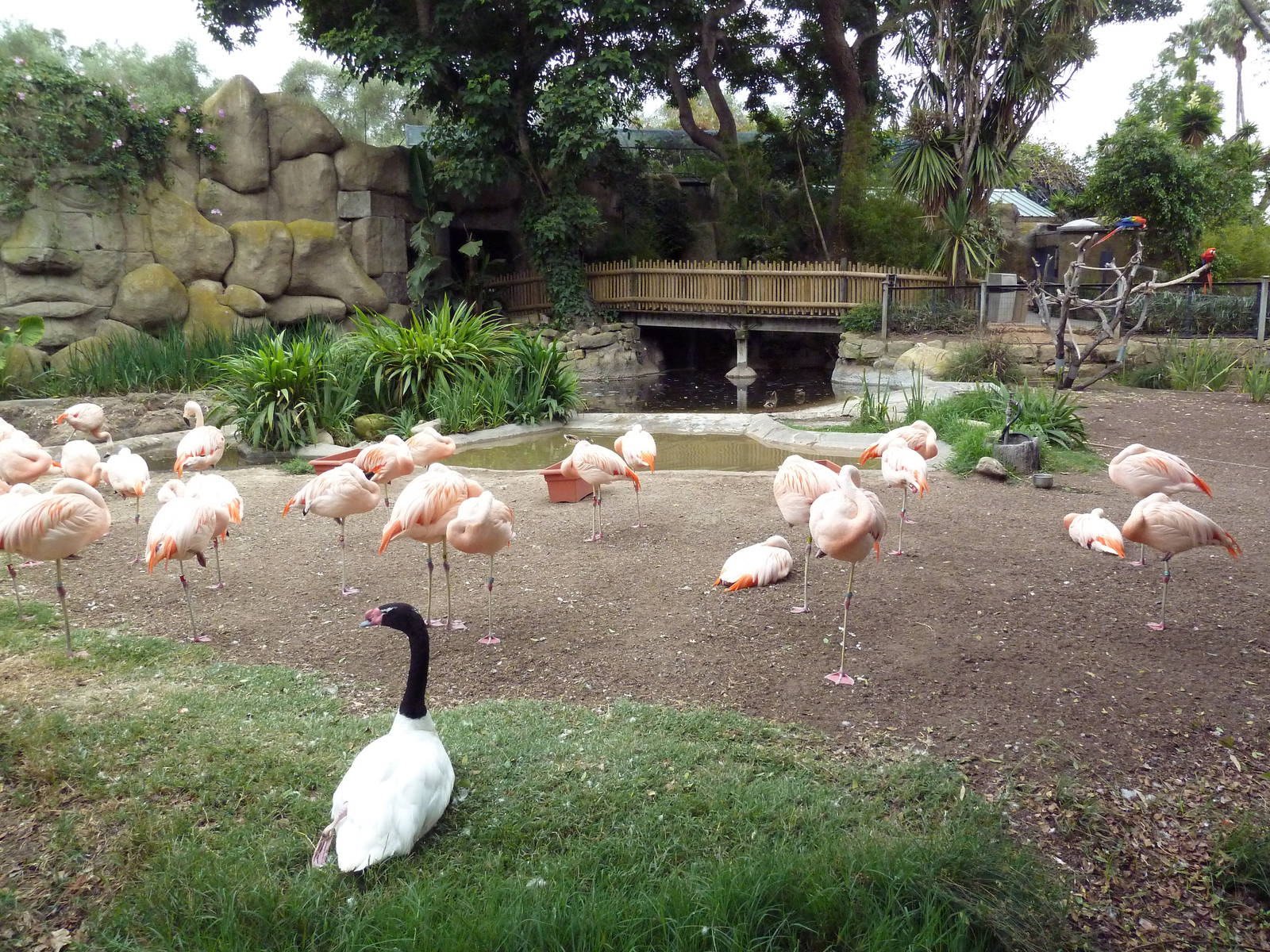 Chilean Flamingo/Black-Necked Swan Exhibit
