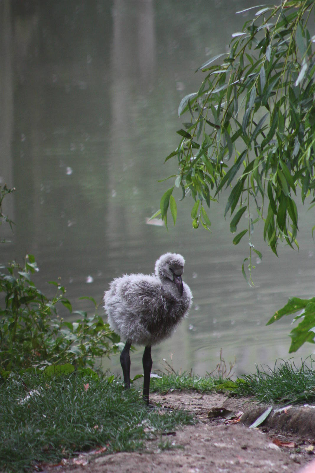 Chilean Flamingo chick, 1st September 2014