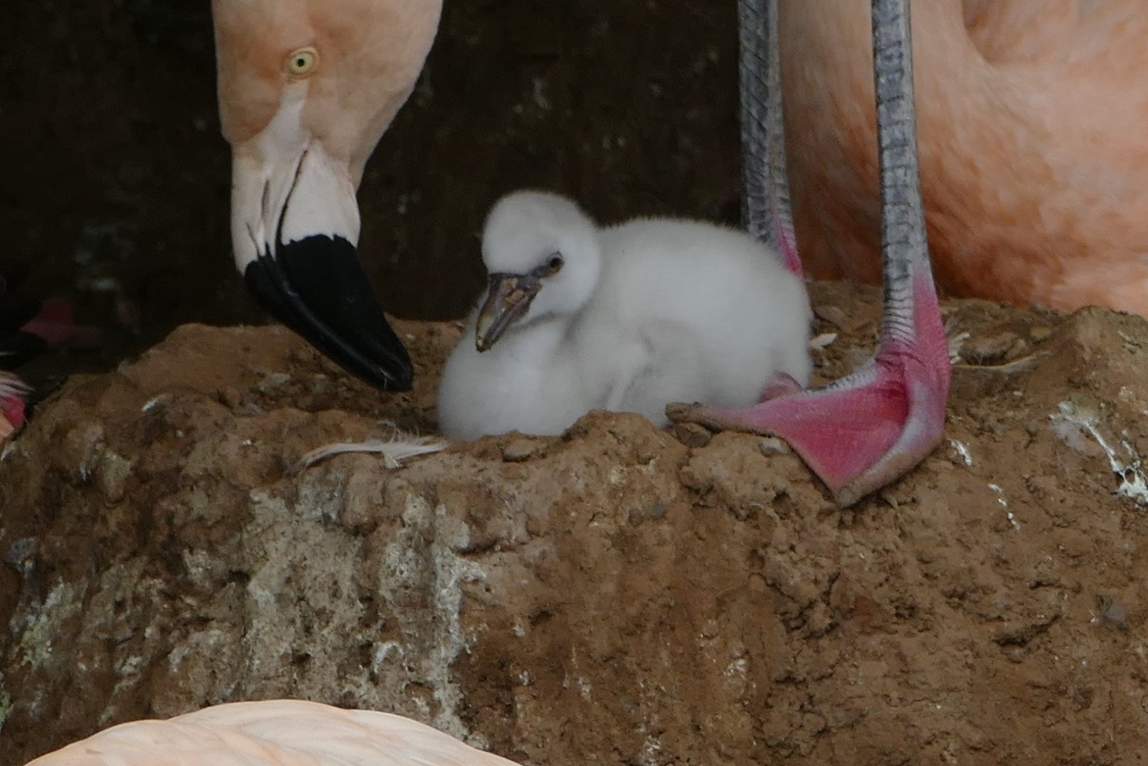 Chilean flamingo chick, August 2018