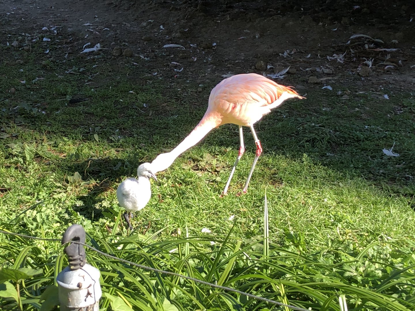 Chilean flamingo chick being bullied by adult