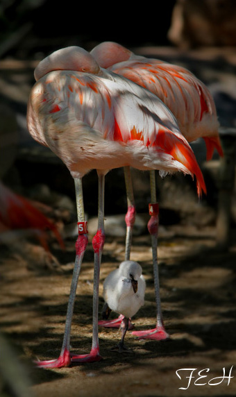 chilean flamingo chick