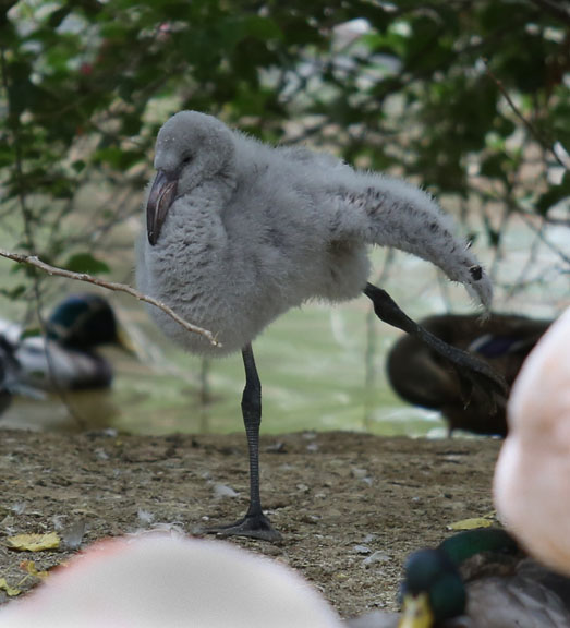 chilean flamingo chick