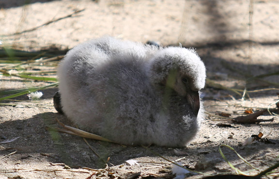 chilean flamingo chick