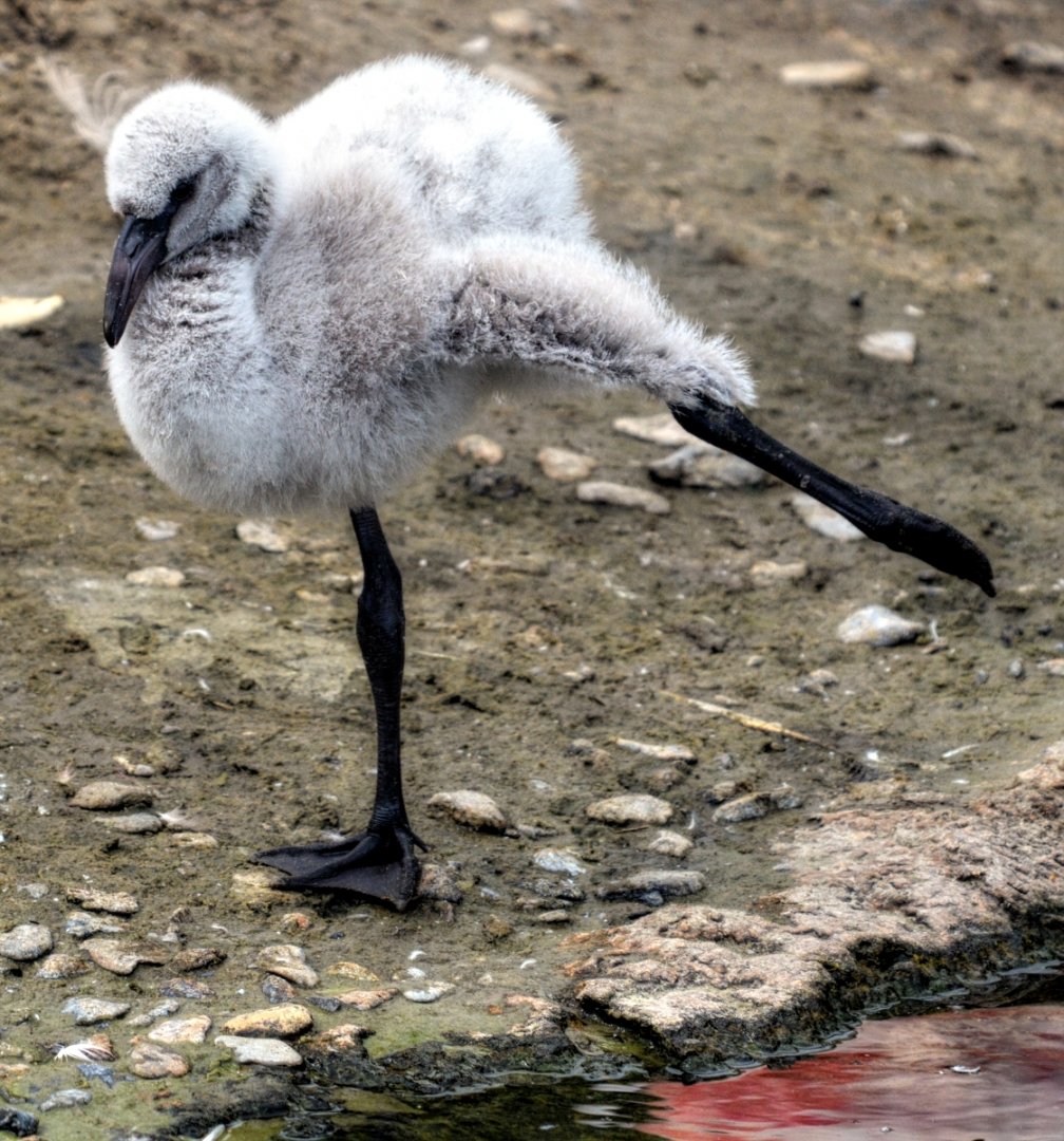 Chilean Flamingo Chick