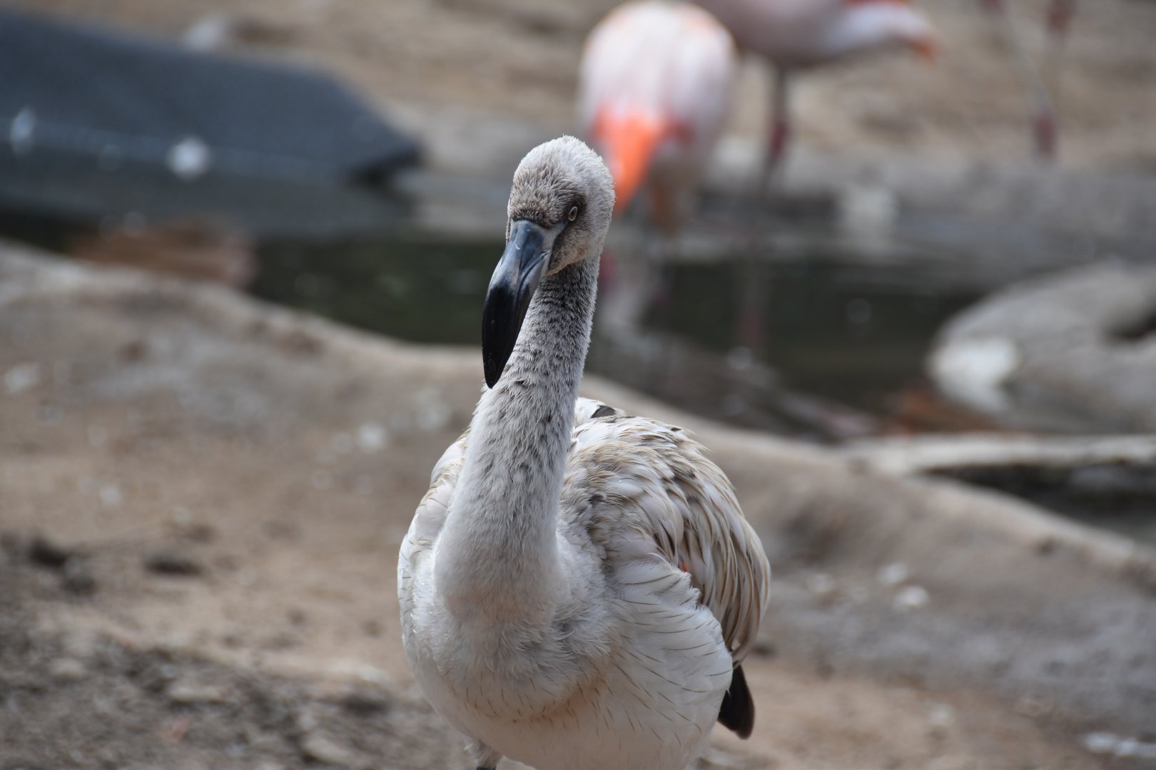 Chilean flamingo chick