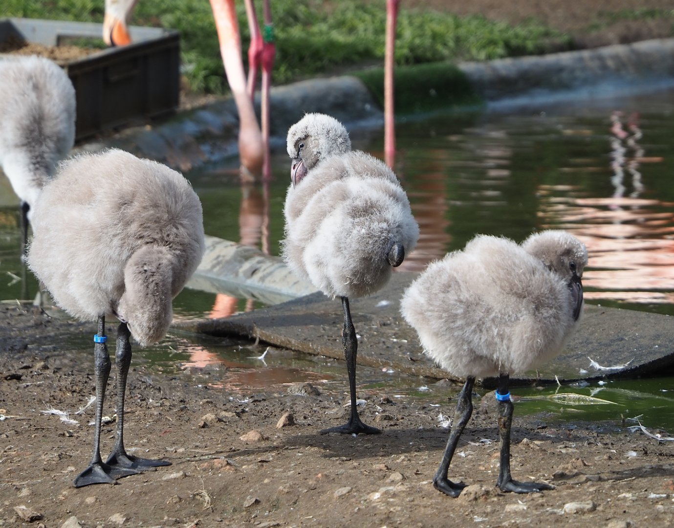 Chilean flamingo chicks (Phoenicopterus chilensis), 2023-09-19