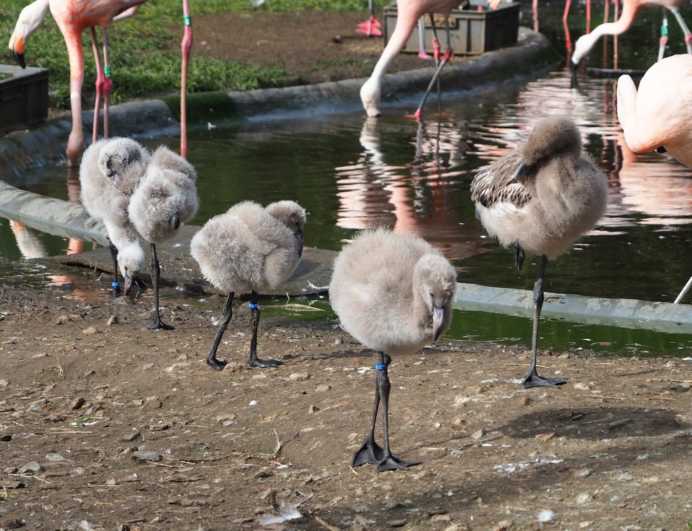 Chilean flamingo chicks (Phoenicopterus chilensis), 2023-09-19