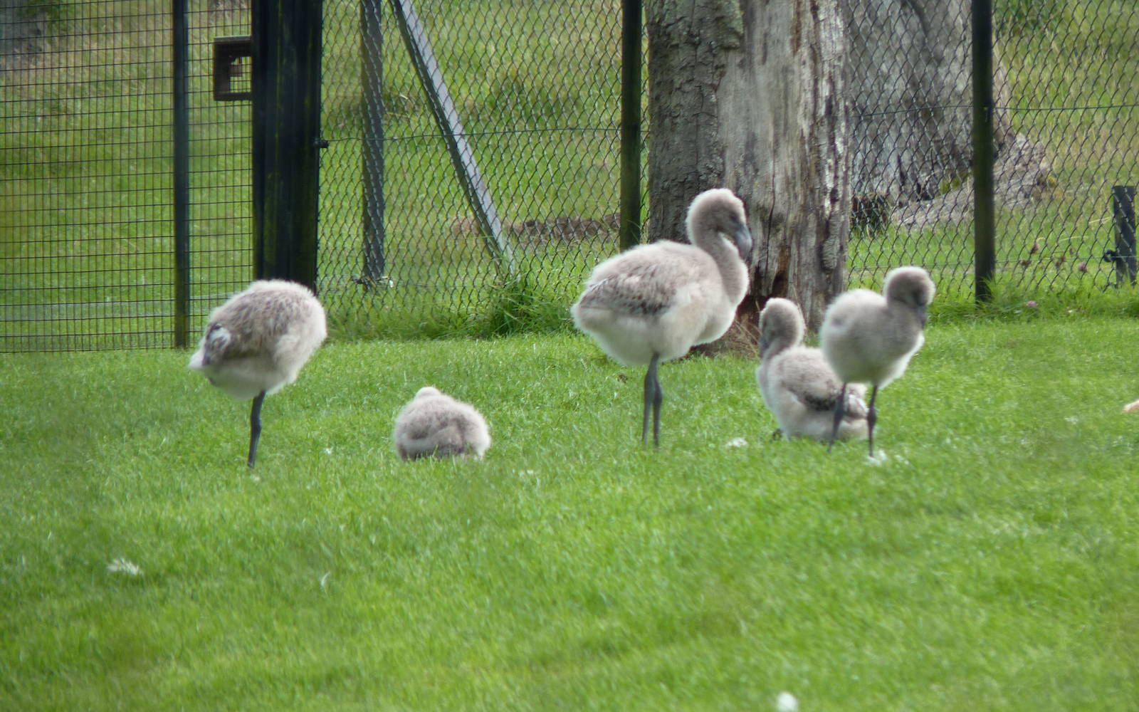 Chilean Flamingo Chicks
