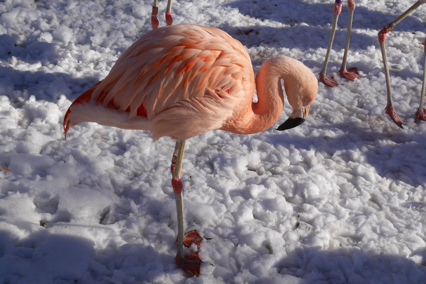 Chilean Flamingo Chilling in the Snow