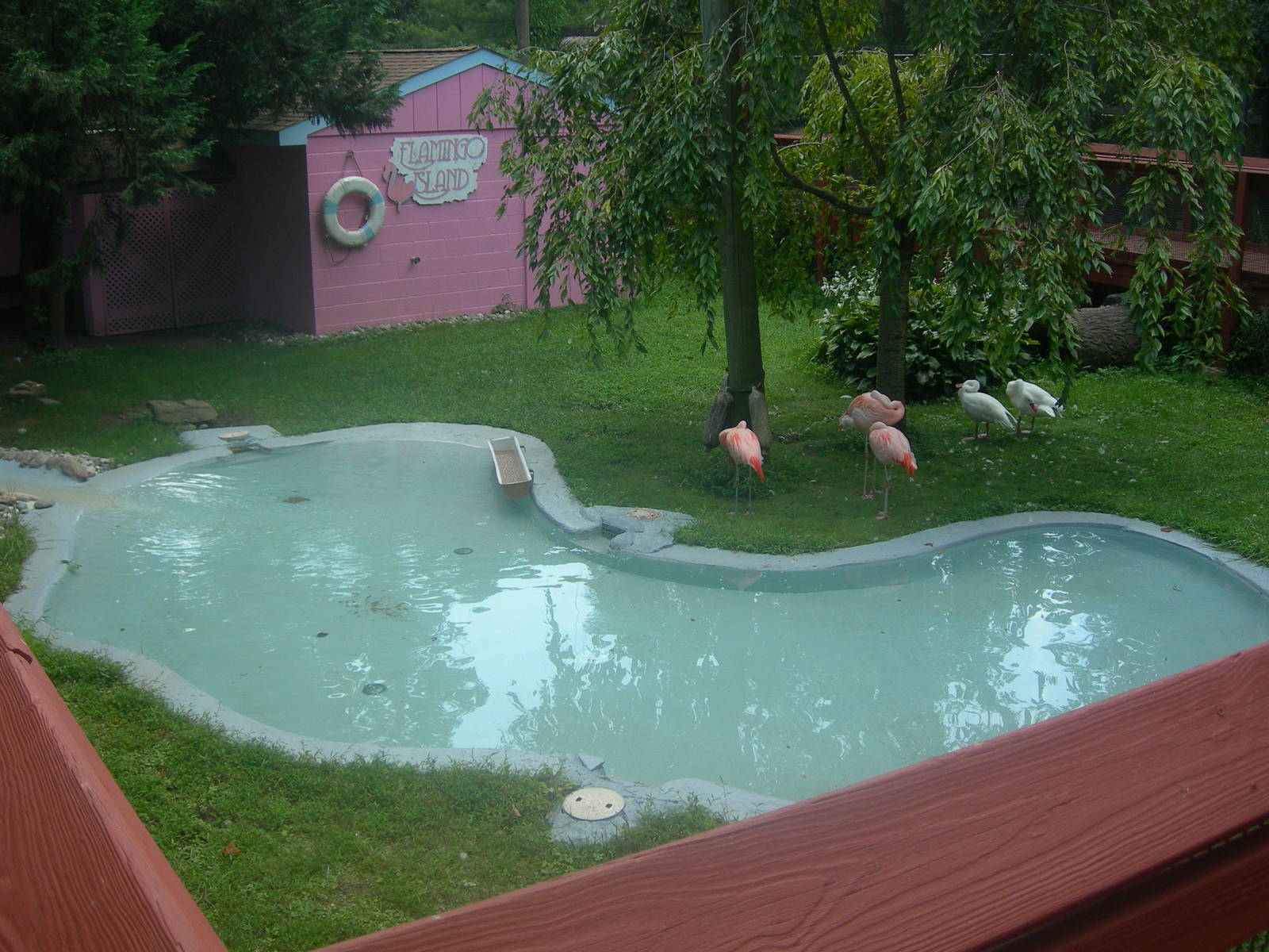 Chilean Flamingo/Coscoroba swan Exhibit