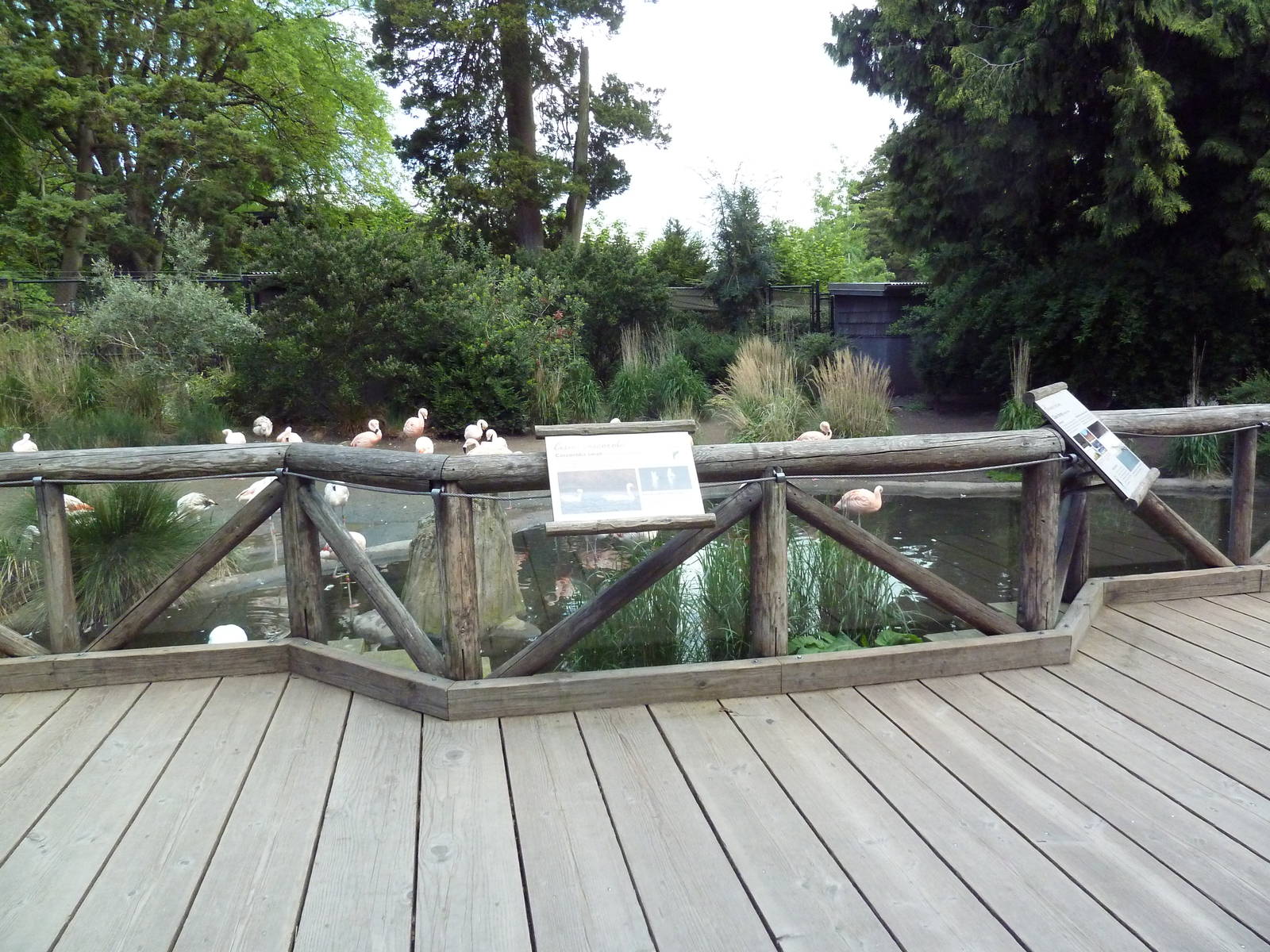 Chilean Flamingo/Coscoroba Swan Exhibit