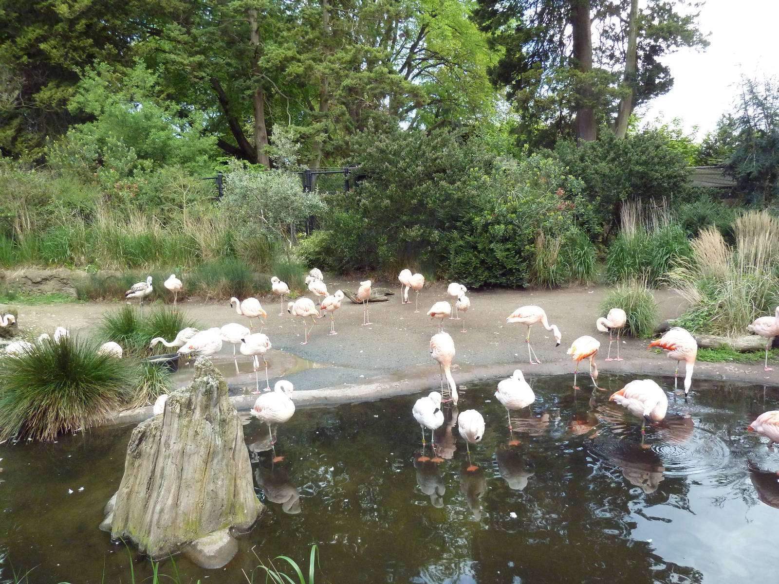 Chilean Flamingo/Coscoroba Swan Exhibit