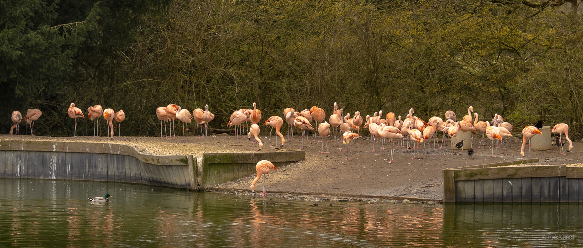 Chilean flamingo : Cotswold WP : 14 Mar 2025
