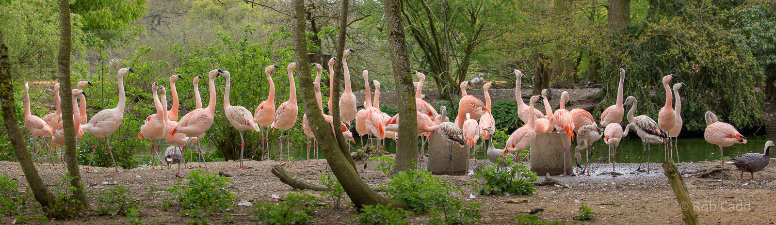 Chilean flamingo : Cotswold WP : 21 Apr 2017
