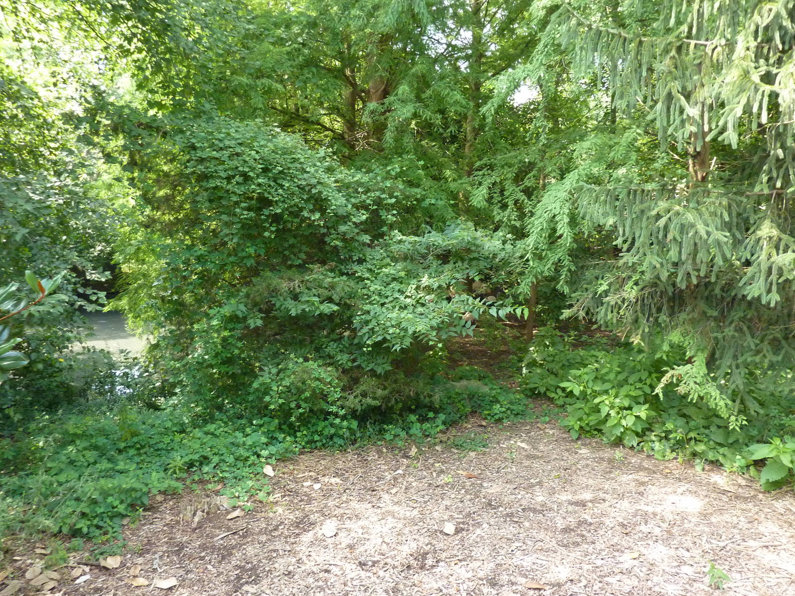 Chilean Flamingo/Crested Screamer Exhibit