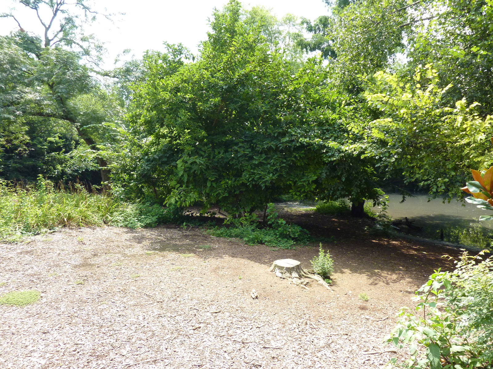 Chilean Flamingo/Crested Screamer Exhibit