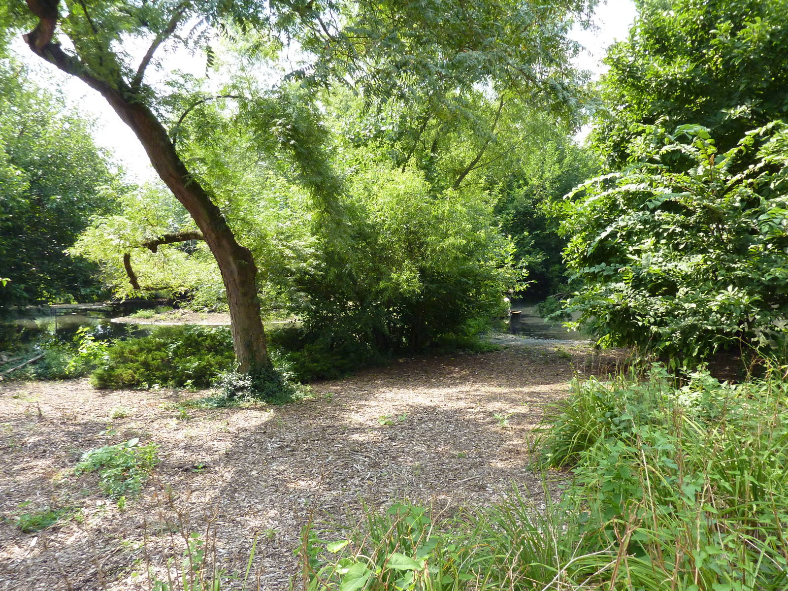 Chilean Flamingo/Crested Screamer Exhibit
